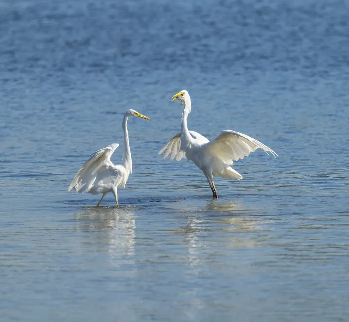 Framed Print : Great egret (Ardea alba), two herons standing in the shallow water zone of a lake and fighting over a fish Framed Print : Great egret (Ardea alba), two herons standing in the shallow water zone of a lake and fighting over a fish