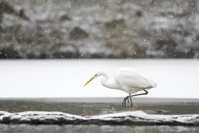 Framed Print : Great egret (Ardea alba) hunting at the ice edge