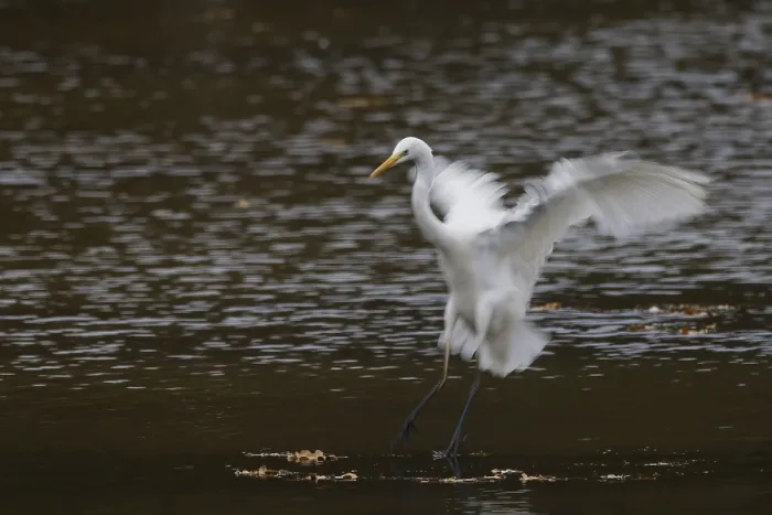 Framed Print : A great egret (Ardea alba) landing on water Framed Print : A great egret (Ardea alba) landing on water