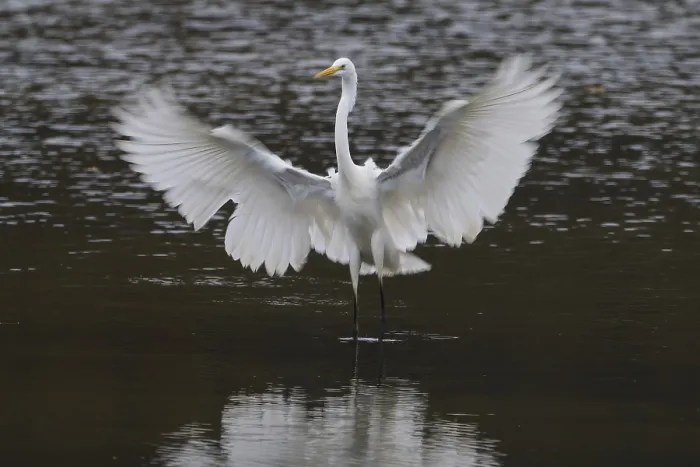 Framed Print : A great egret (Ardea alba) with majestically spread wings