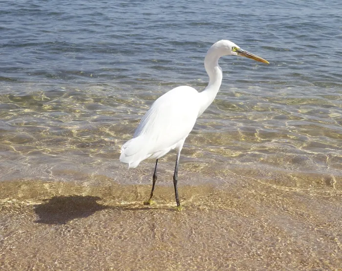 Framed Print : Great Egret (Ardea Alba) near sea
