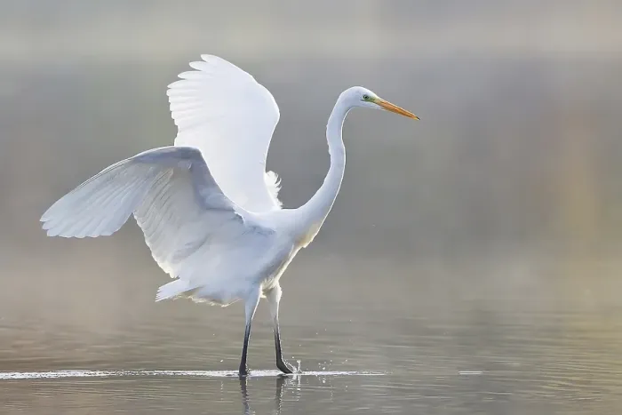 Framed Print : Great Egret (Ardea alba), North Hesse Framed Print : Great Egret (Ardea alba), North Hesse