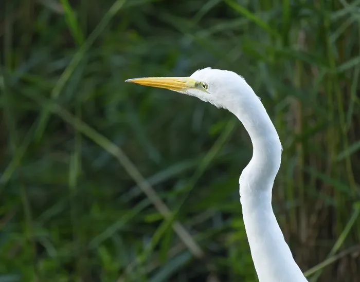 Framed Print : Great egret (Ardea alba), portrait Framed Print : Great egret (Ardea alba), portrait