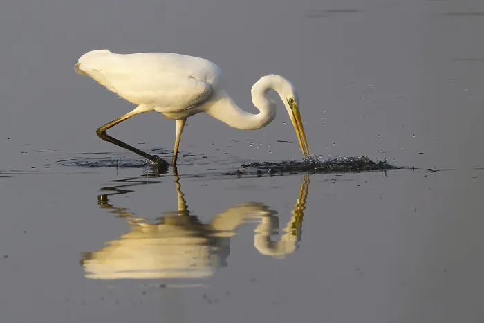 Framed Print : Great egret (Ardea alba) on prey hunt at the water