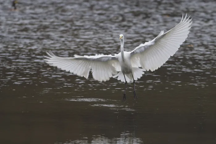 Framed Print : A great egret (Ardea alba) with spread wings flying over calm water