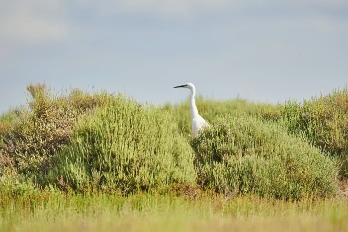 Framed Print : Great egret (Ardea alba) standing behind bushes