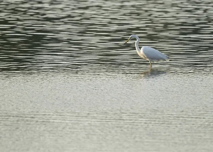 Framed Print : Great Egret (Ardea alba) standing in the shallow water zone of a wetland
