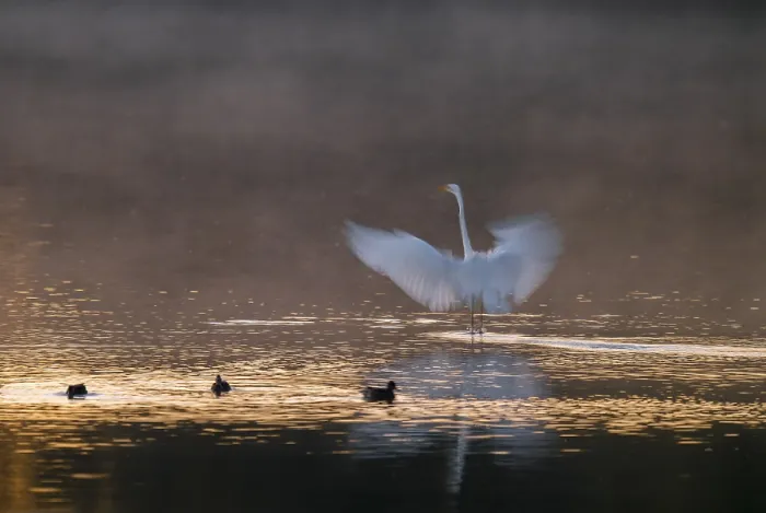 Framed Print : Great egret (Ardea alba) stands with wings spread out in warm
