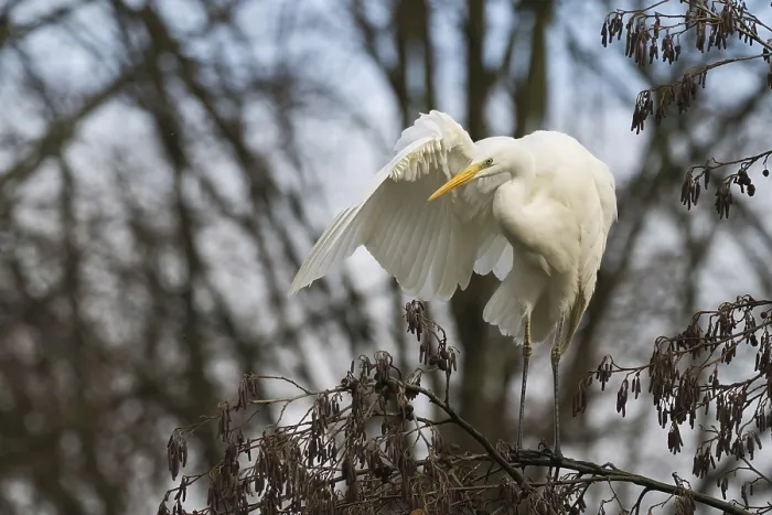Framed Print : Great Egret (Ardea alba) in a tree grooming its feathers in a tranquil setting Framed Print : Great Egret (Ardea alba) in a tree grooming its feathers in a tranquil setting