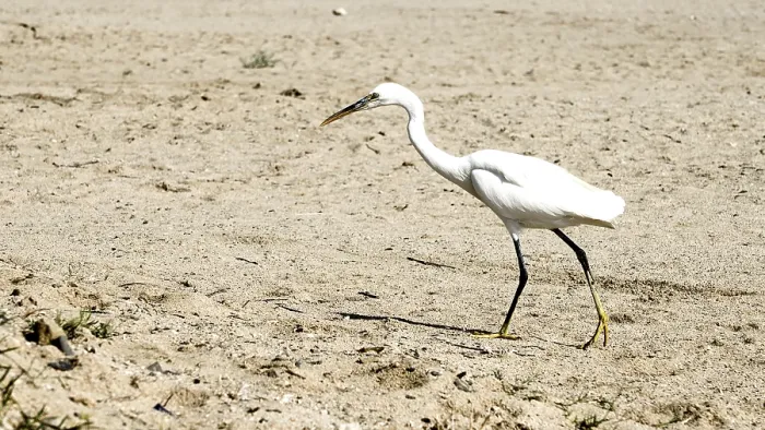 Framed Print : A Great Egret (Ardea alba) walks along the sandy beach surrounded by tranquil natural surroundings