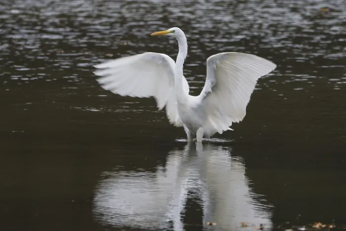 Framed Print : A great egret (Ardea alba) in water spreads its wings and is reflected in the water