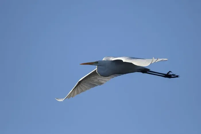 Framed Print : Great egret (Casmerodius albus)