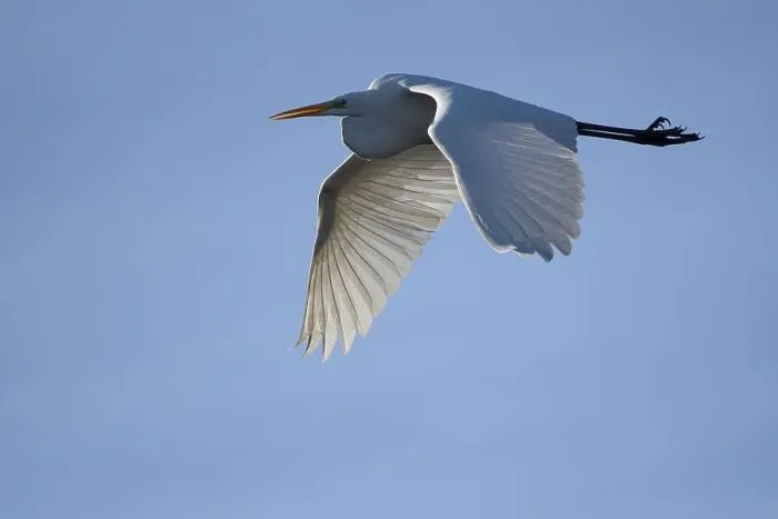 Framed Print : Great egret (Casmerodius albus)