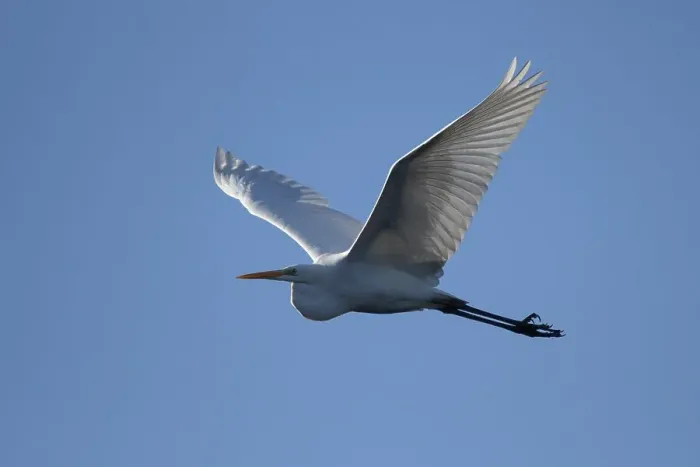 Framed Print : Great egret (Casmerodius albus)
