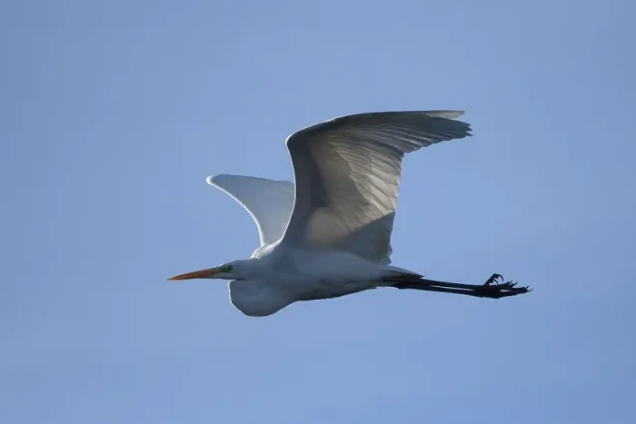 Framed Print : Great egret (Casmerodius albus)