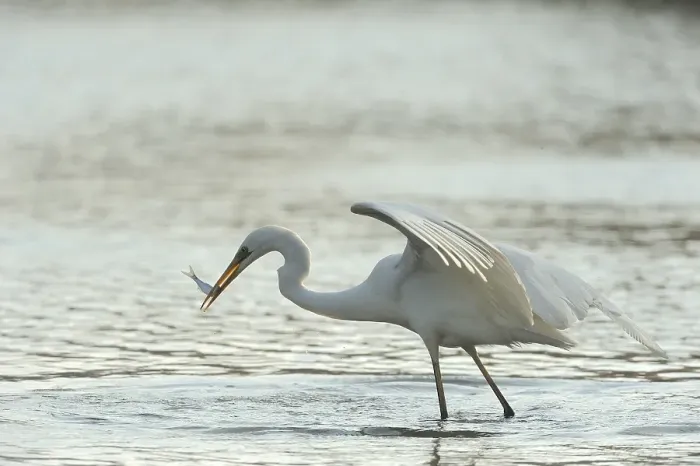 Framed Print : Great Egret (Casmerodius albus)