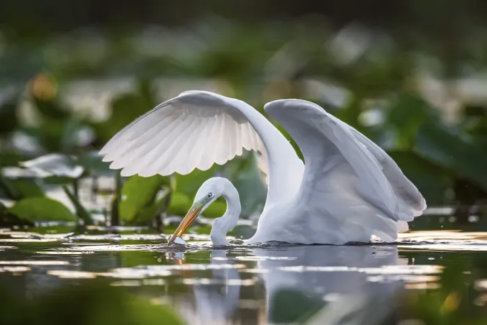 Framed Print : Great egret (Casmerodius albus) hunting Framed Print : Great egret (Casmerodius albus) hunting