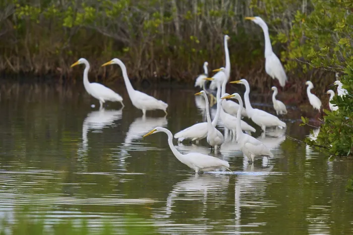 Framed Print : Great Egret (Egretta alba), group standing in a calm body of water surrounded by green vegetation
