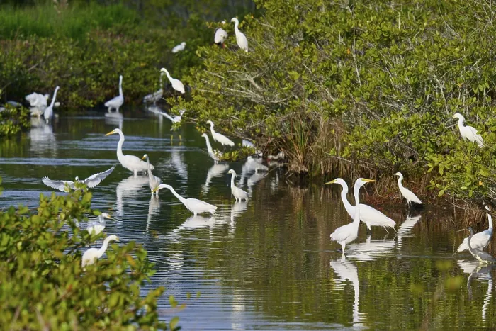 Framed Print : Great Egret (Egretta alba), group standing in a calm body of water surrounded by green vegetation Framed Print : Great Egret (Egretta alba), group standing in a calm body of water surrounded by green vegetation