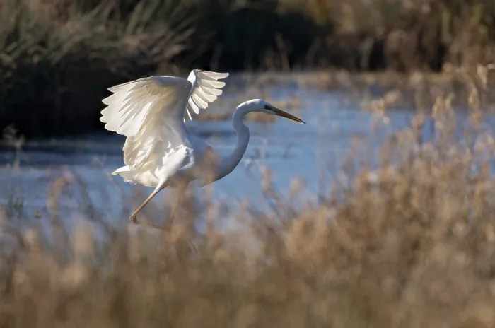 Framed Print : Great egret (Egretta alba) at an oxbow lake of the Rhine