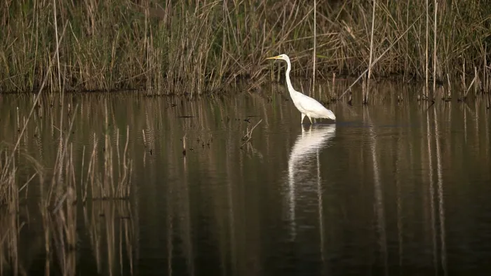Framed Print : Great egret (Egretta alba) standing in shallow water Framed Print : Great egret (Egretta alba) standing in shallow water