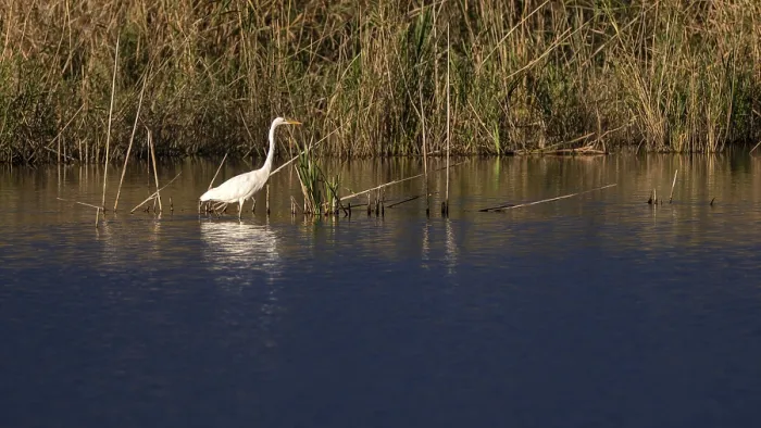 Framed Print : Great egret (Egretta alba) standing in shallow water Framed Print : Great egret (Egretta alba) standing in shallow water