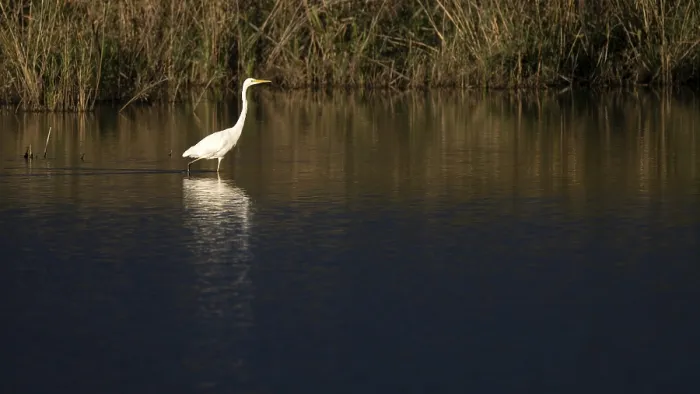 Framed Print : Great egret (Egretta alba) standing in shallow water