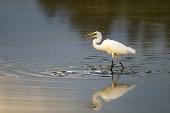 Framed Print : Great egret (Egretta alba) standing in shallow water and preying on small fish