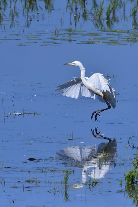 Framed Print : Great egret in flight in spring in saxon