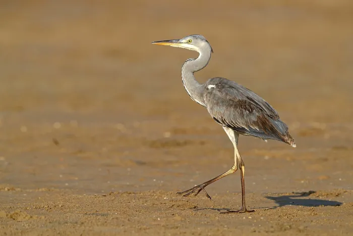 Framed Print : Great Egret, Heron, Foraging, (Ardea cinerea) Muscat