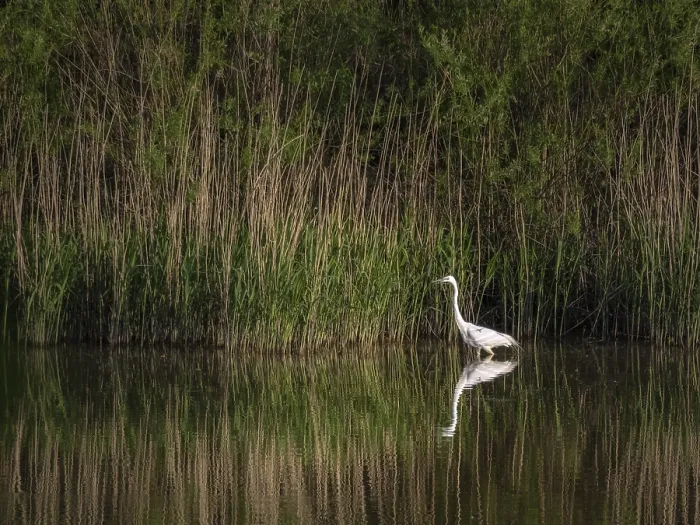 Framed Print : Great egret heron in a lake