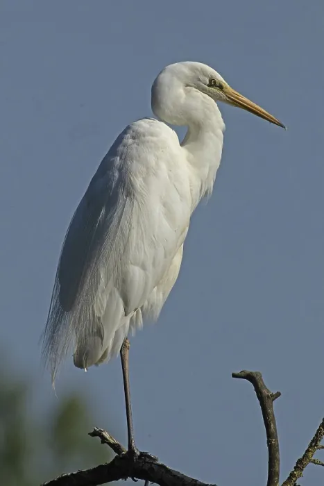 Framed Print : Great egret standing on branch looking right against blue sky