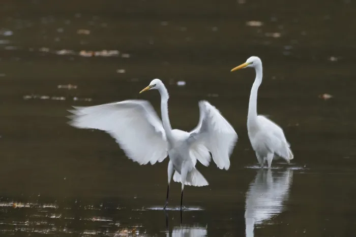 Framed Print : Two great egrets (Ardea alba) standing in water Framed Print : Two great egrets (Ardea alba) standing in water