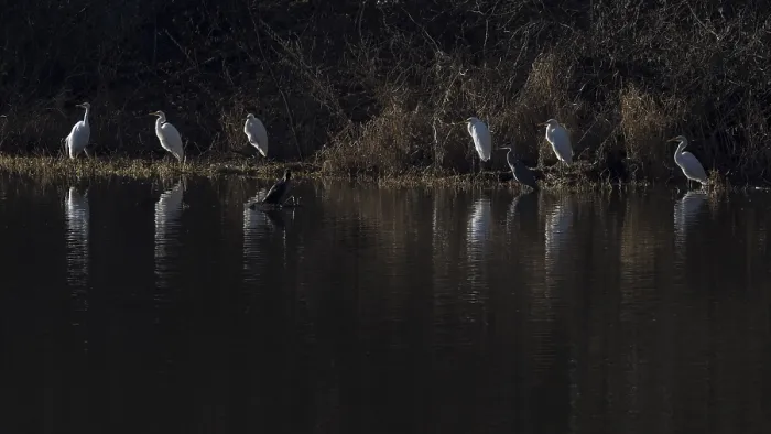 Framed Print : Six great egrets, a grey heron and a cormorant sit on the banks of the Saxon Saale