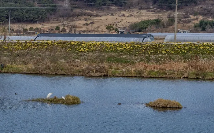 Framed Print : Two great egrets hunting forfish on island in middle of river