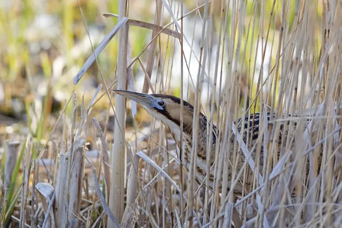 Framed Print : Great eurasian bittern (Botaurus stellaris)