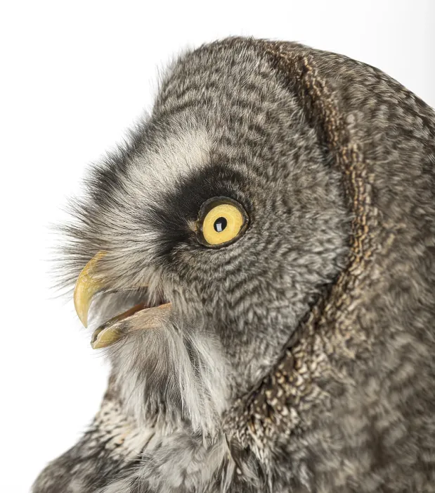 Framed Print : Great Gray Owl, Strix nebulosa, isolated on white