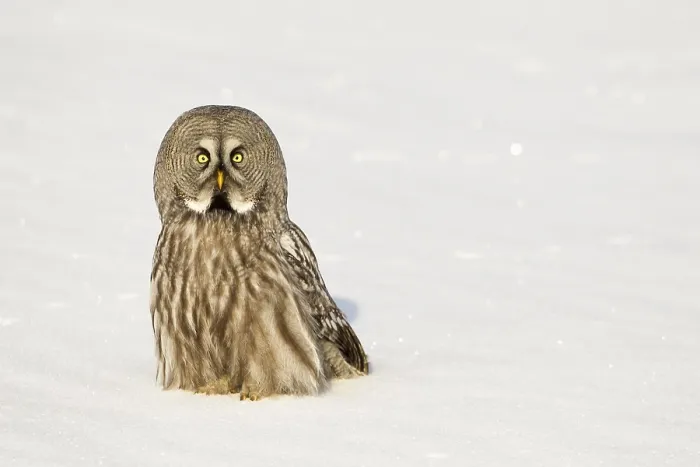 Framed Print : Great great grey owl (Strix nebulosa)