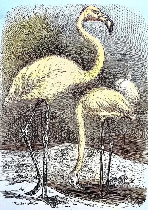 Framed Print : Great greater flamingo (Phoenicopterus roseus)