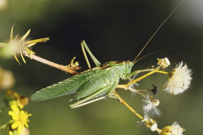 Framed Print : Great green bush cricket, animals