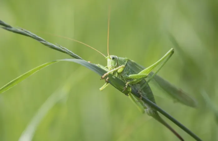 Framed Print : Great green bush cricket (Tettigonia viridissima) Framed Print : Great green bush cricket (Tettigonia viridissima)