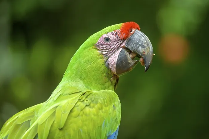 Framed Print : Great green macaw (Ara ambiguus)