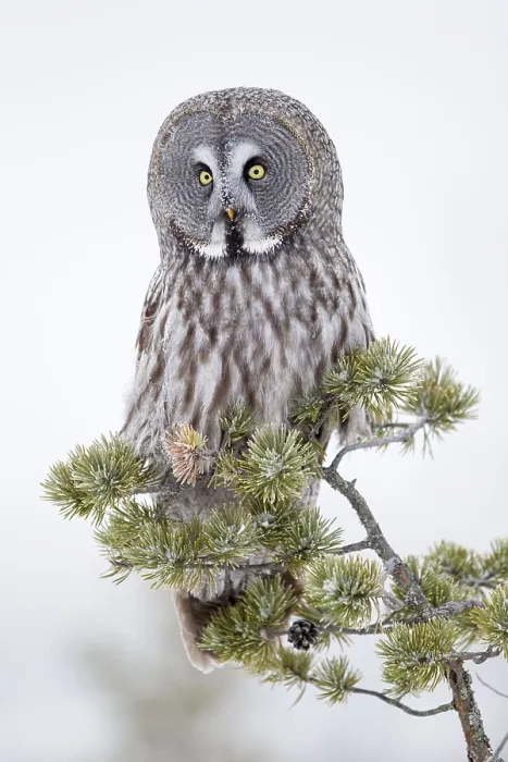 Framed Print : Great Grey Owl, great grey owls (Strix nebulosa) Framed Print : Great Grey Owl, great grey owls (Strix nebulosa)