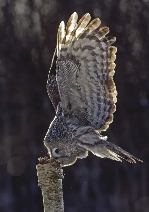 Framed Print : Great Grey Owl (Strix nebulosa)