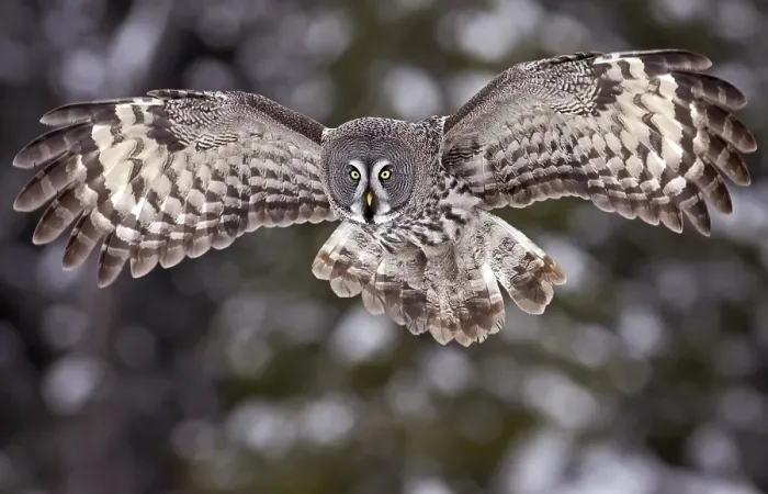 Framed Print : Great Grey Owl (Strix nebulosa)