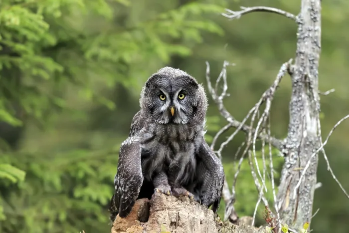 Framed Print : Great grey owl (Strix nebulosa) Framed Print : Great grey owl (Strix nebulosa)