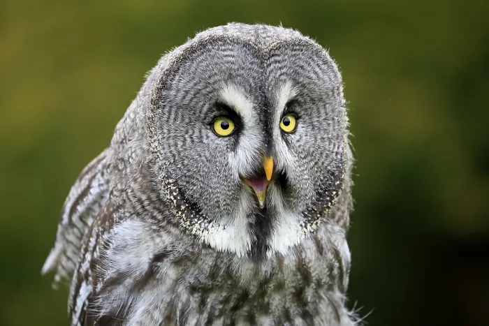 Framed Print : Great grey owl (Strix nebulosa)