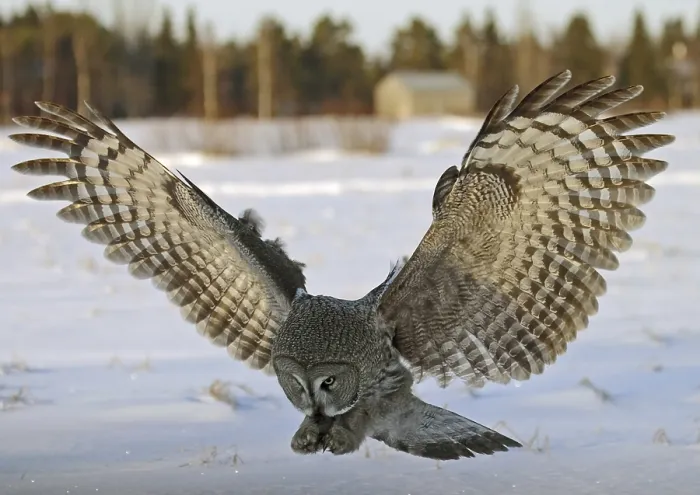 Framed Print : Great Grey Owl (Strix nebulosa)