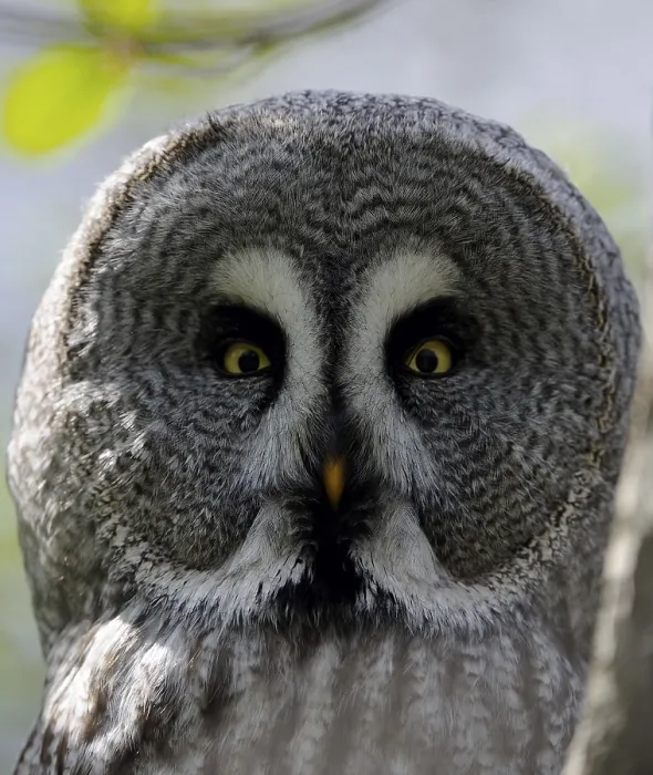 Framed Print : Great Grey Owl (Strix nebulosa)