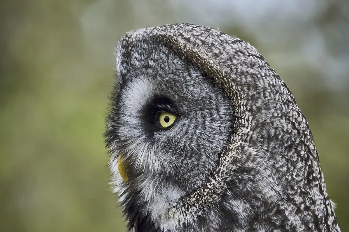 Framed Print : A Great Grey Owl (Strix Nebulosa) Framed Print : A Great Grey Owl (Strix Nebulosa)